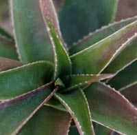 Aloe Vera Hair Growth