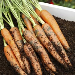 Carrots Hair Growth Regrowth