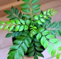 Curry Leaves Hair Growth