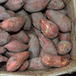Sweet Potato Hair Growth Regrowth